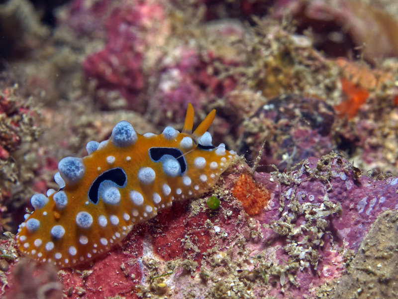 Wart slug, Monkey Beach Wreck